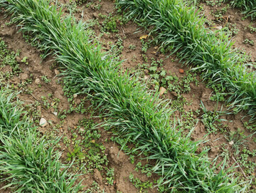 Für ein erfolgreiches Hacken im Getreide sollte unter anderem der Reihenabstand angepasst werden.