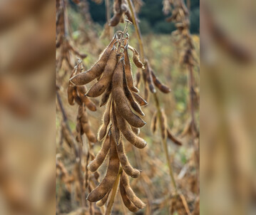 Die Sojaernte kann beginnen, wenn aus den Hülsen ein Klappern zu vernehmen ist und die Kornfeuchte unter 14 Prozent liegt.