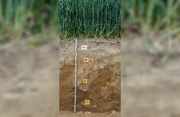 Die Verlagerung von Bestandteilen der Feintonfraktion in tiefere Bodenhorizonte ist kennzeichnend für Parabraunerden.