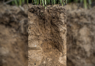Das Porenspektrum des Bodens bestimmt maßgeblich den Wasserhaushalt des Standortes.