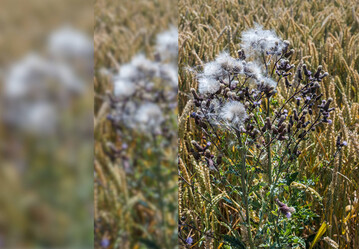 Disteln im Getreide sollten rechtzeitig kontrolliert werden, um ihre Ausbreitung zu verhindern.