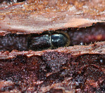 Buchdrucker im Winterquartier unter der Rinde, aufgenommen am 31. Januar bei Freiburg.