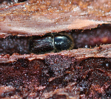 Buchdrucker im Winterquartier unter der Rinde, aufgenommen am 31. Januar bei Freiburg.