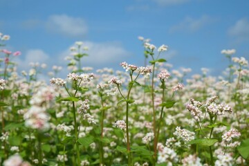 Buchweizen kann als Langtagspflanze bei frhen Saatterminen vorzeitig fertile Samen bilden. 
