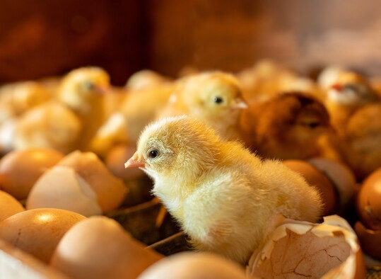 Ein neuer Bericht des Animal Welfare Committee (AWC) spricht sich fr ein Verbot des Kkenttens in Grobritannien aus.