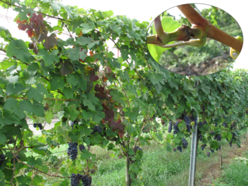 Die Büffelzikade verursacht durch die Ringelung des Rebtriebes zum verwechseln ähnliche Symptome wie die Schwarzholzkrankheit. Dieser Befall ist jedoch harmlos.