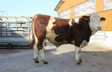 Fr 2800 Euro fand die Katalognummer 2, ein mit 8-8-8 gekrter Sohn des Leichtgeburtsvererbers BW Ingo, in Unterfranken eine neue Heimat. 