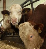 Der Wettbewerb um
junge Mastbullen bleibt hoch. Die lukrativen Exportgeschäfte von Rindfleisch in die Türkei führen zu einem kleineren Rind
fleischaufkommen für den deutschen Markt, das durch Lieferungen aus Südamerika nicht ausgeglichen werden kann.