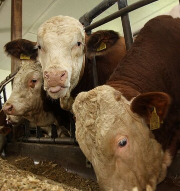 Der Wettbewerb um 
junge Mastbullen bleibt hoch. Die lukrativen Exportgeschfte von Rindfleisch in die Trkei fhren zu einem kleineren Rind
fleischaufkommen fr den deutschen Markt, das durch Lieferungen aus Sdamerika nicht ausgeglichen werden kann.