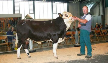 Roland Fichter aus St. Georgen-Oberkirnach bot diesen frohwchsigen und sehr gut bemuskelten Olefelksohn Olefaz an. Da er selbst und seine Mutter und Gromutter zu beeindrucken wissen, wurde er in den Testeinsatz nach Herbertingen geschickt.