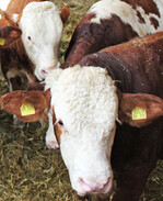 Bei den Jungbullen gibt es derzeit ein Überangebot. Seit Jahresbeginn gaben die Preise um 26 Cent nach. 2013 waren es im selben Zeitraum sogar 31 Cent.