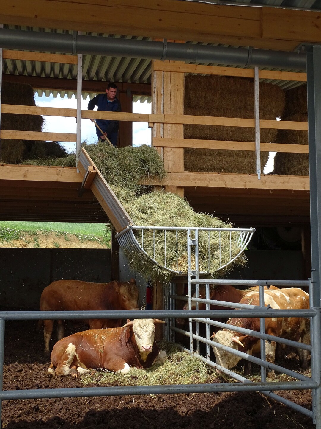 Der Bullenmaststall ist das neueste Projekt von Familie Scheidel.