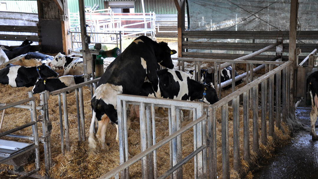   Bullensprung in Bullenbox - zu sehen ist auch der Fuboden, der mit Stroh bedeckt ist.