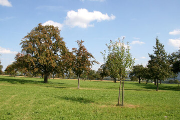 Streuobstbau ist ein Generationenvertrag. Daher sollten in einer Obstwiese alle Altersklassen vertreten sein.