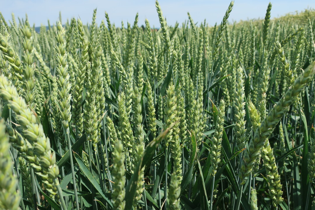 Hoffnungstrger B-Winterweizen Campesino