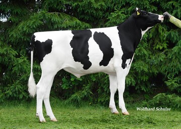  Camus, der Crown-Sohn aus Semino, ist die aktuelle Nummer zwei der Holsteinzucht. Der Bulle wurde von Uwe Bauer in Buggensegel gezchtet.