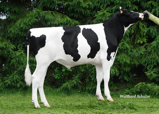   Camus, der Crown-Sohn aus Semino, ist die aktuelle Nummer zwei der Holsteinzucht. Der Bulle wurde von Uwe Bauer in Buggensegel gezchtet.