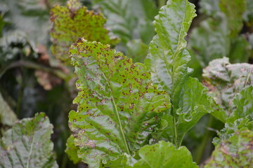 Cercospora