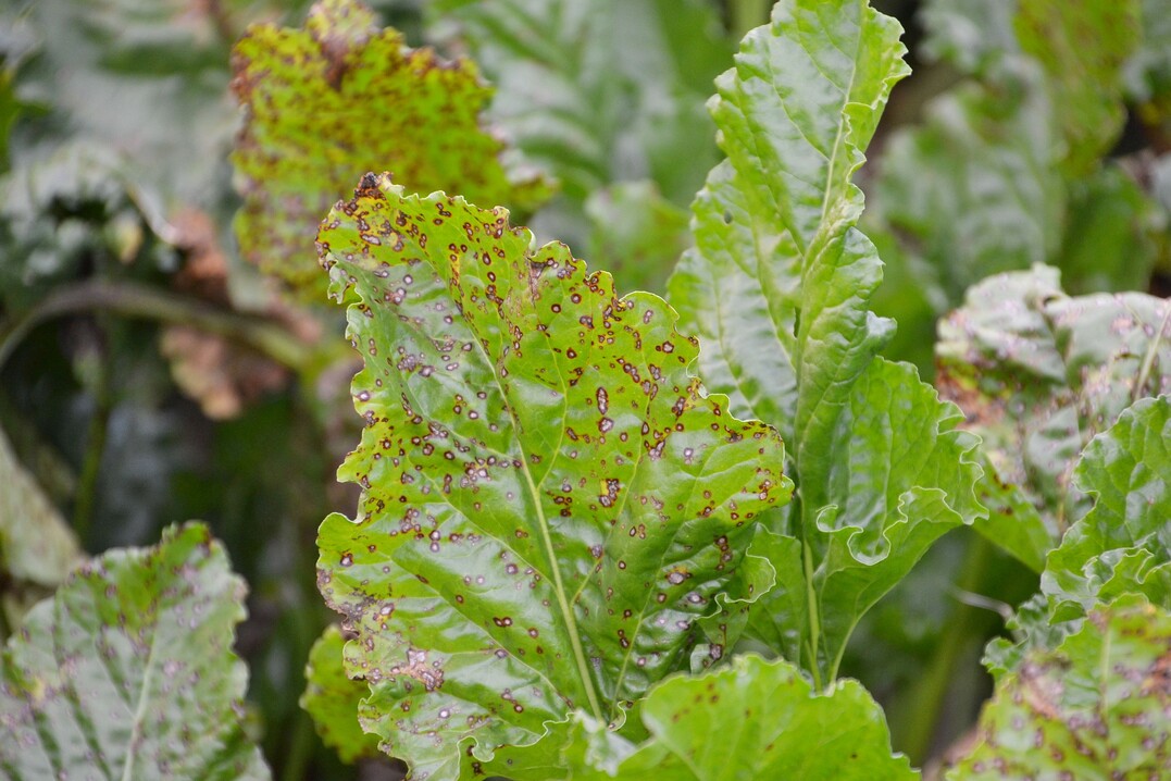 Cercospora-Blattflecken auf Rübenblättern.