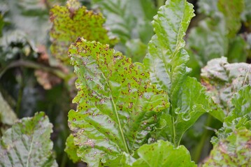 Cercospora-Blattflecken auf Rübenblättern.