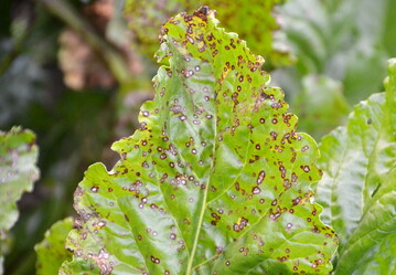 Die Cercospora-Blattfleckenkrankheit fühlt sich bei hoher Luftfeuchtigkeit und Temperaturen über 20 °C besonders wohl.