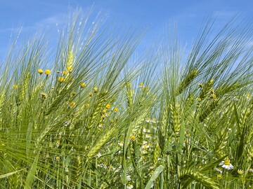 Ob Kamille, Ackerfuchsschwanz oder Distel: Unkraut vermindert den Ertrag und erschwert die Ernte
