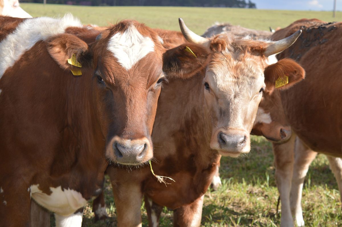 Wo die Kuh noch Hörner hat: Vom Glück, alte Nutztierrassen zu halten