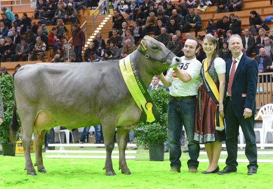 Bei den Braunviehkühen war der Erstkalbskuh Alpengirl aus der Zucht von Markus und Kerstin Mock in Markdorf der Grand Champion-Titel sicher.