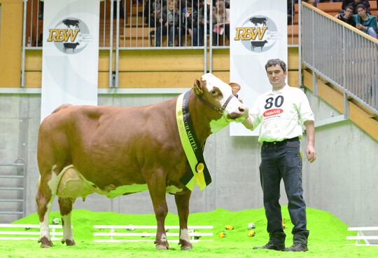 Bei den Fleckviehkühen sicherte sich die siebenjährige Limette (Kühe mit vier bis fünf Kalbungen) den Grand Chamion-Titel. Die vitale Kuh stammt aus der Zucht von Sabine und Norbert Bertel in Hasenweiler.