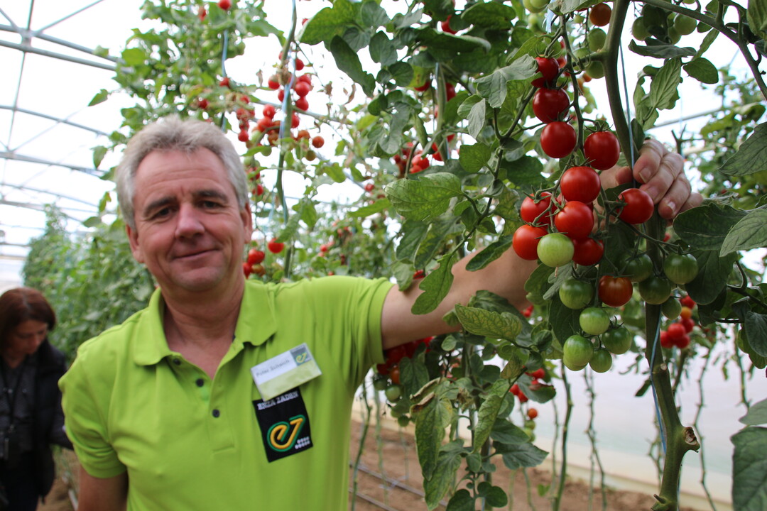 Die Cherrytomate mit dem klangvollen Namen 15C.42176 ist laut Enza Zaden die weltweit erste mit Cladosporium fulvum (Samtflecken) Resistenz gegen smtliche aktuell bekannten Erregerstmme. Ab Herbst 2020 soll sie in den Verkauf kommen.