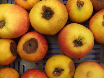 Kelch- und Kernhausfäulen werden durch verschiedene Erreger wie Alternaria, Fusarium, Neonectria oder Botrytis verursacht.