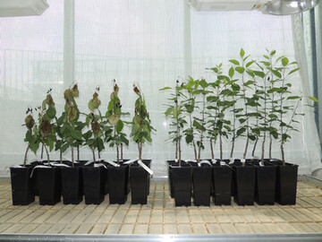 Herk�mmliche Galab�ume (l.) und cisgene Galab�ume (r.) im Feuerbrandtest: Die cisgenen Pflanzen besitzen eine h�here Feuerbrandresistenz