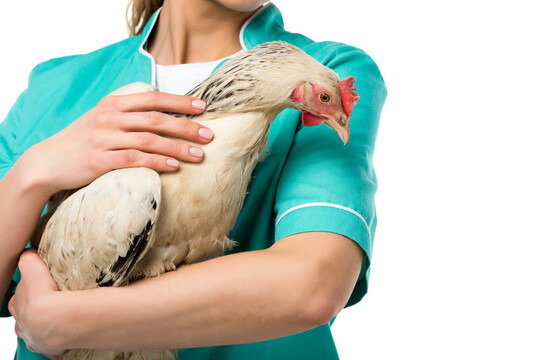 Die Tierarztkosten werden im nchsten Jahr steigen.