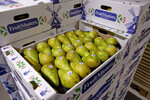 Für den Export nach China und in andere fernöstliche Länder hat Fruitmasters eine eigene Verpackung entwickelt.
