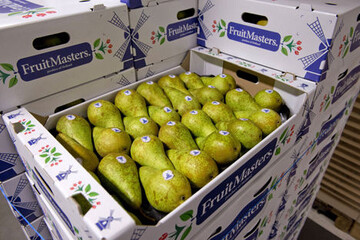 Fr den Export nach China und in andere fernstliche Lnder hat Fruitmasters eine eigene Verpackung entwickelt. 