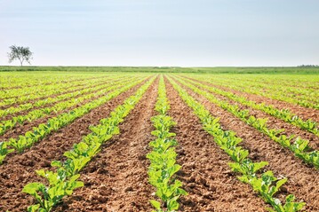 Das Anbausystem beruht auf einem neuen Herbizid und gegenber dem Herbizid toleranten Zuckerrbensorten.