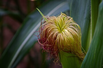Der Pollen muss in bester Verfassung auf den Kolben gelangen, damit die Befruchtung glckt. Kurze Hitzephasen whrend der Pollenentwicklung knnen jedoch Sterilitt und damit Kornverluste bedeuten.