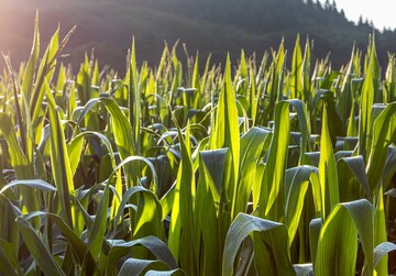 Maisfeld