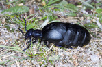 Das Insekt des Jahres 2020: der Schwarzblaue Ölkäfer