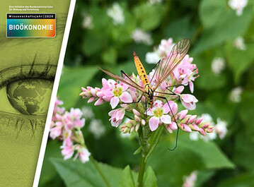 Auf den Versuchsfeldern der Universität Hohenheim steht der Buchweizen in voller Blüte und zeigt, wie das Trendlebensmittel den Landwirten zusätzlich Einkommen erschließt und gleichzeitig die Artenvielfalt erhöht.