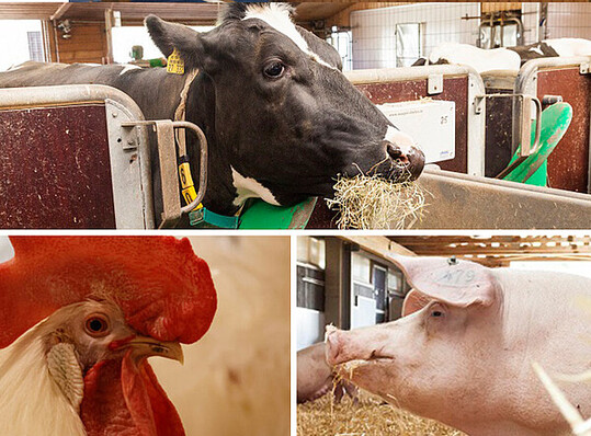 Forschung fr mehr Tierwohl und Tiergesundheit, mehr Klimaschutz und weniger Umweltbelastung: Diese Ziele verfolgt das knftige tierwissenschaftliche Zentrum HoLMiR. Im Zentrum steht dabei das Wechselspiel zwischen Nutztieren und den Millionen Mikroorganismen in ihrem Verdauungstrakt.