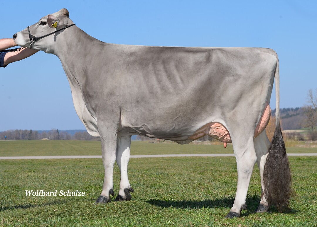 Vipro Isaria aus dem Betrieb Michael Boxler in Boos, ist die Mutter des hornlosen Bullen Boxer P.