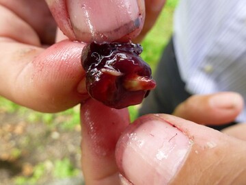 Larve der Kirschessigfliege in einer Traubenbeere.