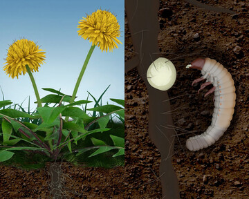 Die Larve des Maikfers Melolontha melolontha attackiert die Wurzel einer Lwenzahnpflanze.