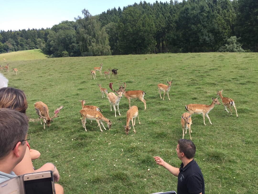 Blick ins Damwildgehege