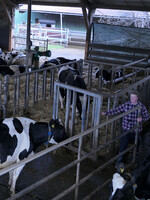 Eine Zweiraumbucht verringert den Tierkontakt bei Zu- und Abtrieb der Kühe auf ein Minimum.