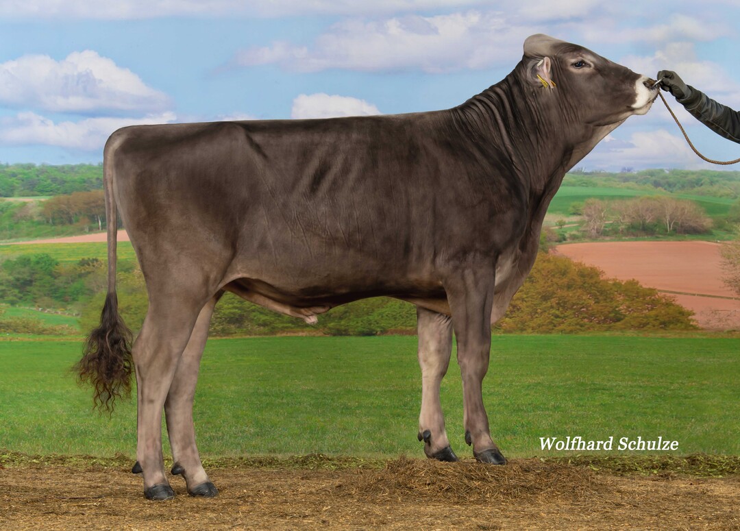 Despot PP ist als Design-Sohn einer der hchsten reinerbig hornlosen Bullen der Rasse Brown Swiss.