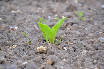 Schmackhaft für Schnecken: Junge Rübenpflanzen.