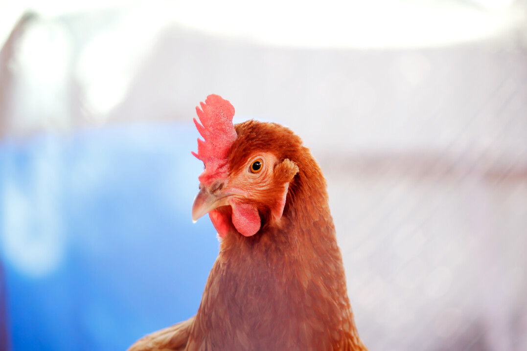 Die Gesamtzahl der eingestallten Legehennen in den USA hat im zurückliegenden Jahrzehnt
um 70 Mio. Tiere zugenommen. Wenngleich es kein kontinuierlicher Anstieg war.