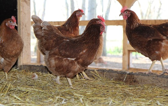 Das Risiko der Vogelgrippe bertragung ist in Thringen besonders hoch. Das liegt an der 
Vielzahl an Kleinhaltungen  eine Besonderheit des Bundeslandes.